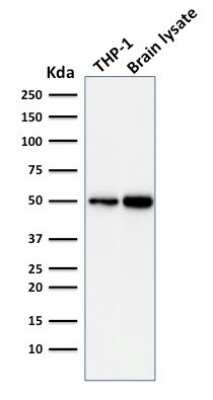 Western Blot: ATG5 Antibody (ATG5/2101)Azide and BSA Free [NBP3-08504]