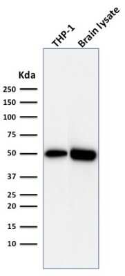 Western Blot: ATG5 Antibody (ATG5/2492)Azide and BSA Free [NBP3-08433]