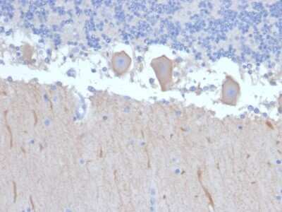 Immunohistochemistry-Paraffin: ATG5 Antibody (ATG5/2492) [NBP3-07879]