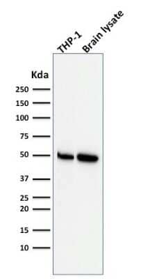 Western Blot: ATG5 Antibody (ATG5/2553)Azide and BSA Free [NBP3-08434]