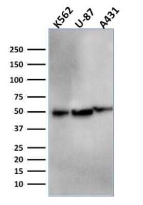 Western Blot: ATG5 Antibody (ATG5/2553)Azide and BSA Free [NBP3-08434]