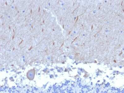 Immunohistochemistry-Paraffin: ATG5 Antibody (ATG5/2553) [NBP3-07880]