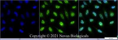 Immunocytochemistry/ Immunofluorescence: ATG5 Antibody - BSA Free [NBP3-11775]