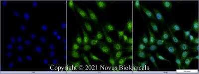 Immunocytochemistry/ Immunofluorescence: ATG5 Antibody - BSA Free [NBP3-11775]