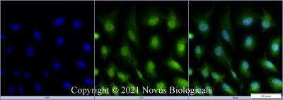 Immunocytochemistry/ Immunofluorescence: ATG5 Antibody - BSA Free [NBP3-11775]
