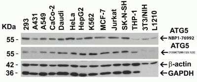 Western Blot: ATG5 AntibodyBSA Free [NBP1-76992]