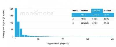 Protein Array: ATG5 Antibody (rATG5/2553) [NBP3-07881]