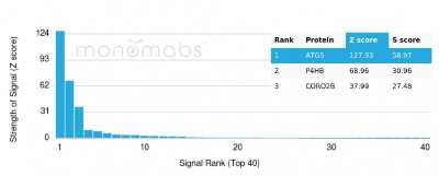 Protein Array: ATG5 Antibody (rATG5/2553) - Azide and BSA Free [NBP3-08452]