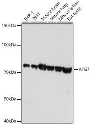 Western Blot: ATG7 Antibody (3X1W4) [NBP3-15808]