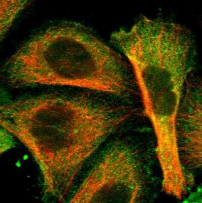 Immunocytochemistry/ Immunofluorescence: ATG7 Antibody [NBP1-89042]