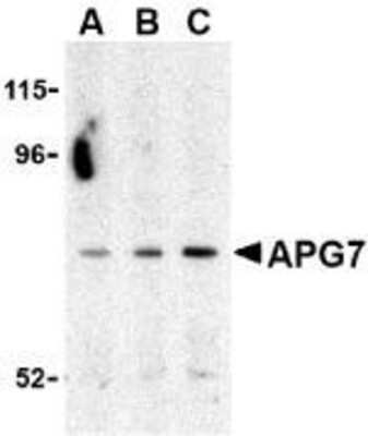 Western Blot: ATG7 AntibodyBSA Free [NBP1-76649]