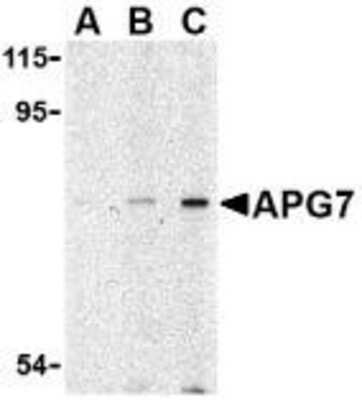 Western Blot: ATG7 AntibodyBSA Free [NBP1-76650]