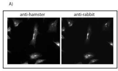 Immunocytochemistry/ Immunofluorescence: ATG9A Antibody (Atg9 14F2 8B1) - BSA Free [NBP2-50109]