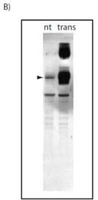 Western Blot: ATG9A Antibody (Atg9 14F2 8B1)BSA Free [NBP2-50109]