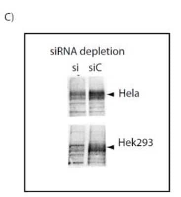 Western Blot: ATG9A Antibody (Atg9 14F2 8B1)BSA Free [NBP2-50109]