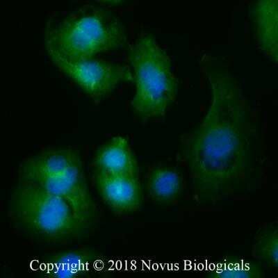 Immunocytochemistry/ Immunofluorescence: ATG9A Antibody - BSA Free [NB110-56893]