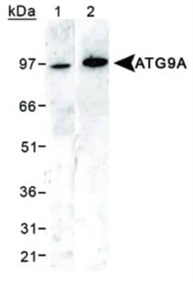 Western Blot: ATG9A AntibodyBSA Free [NB110-56893]