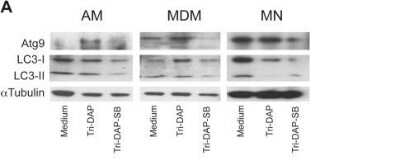 Western Blot: ATG9A AntibodyBSA Free [NB110-56893]