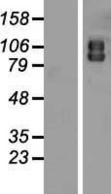 Western Blot: ATG9A Overexpression Lysate [NBP2-06353]