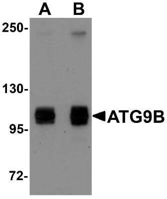 Western Blot: ATG9B AntibodyBSA Free [NBP1-77169]