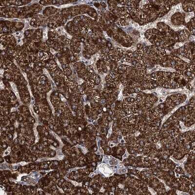 Immunohistochemistry-Paraffin: ATHL1 Antibody [NBP1-93941]