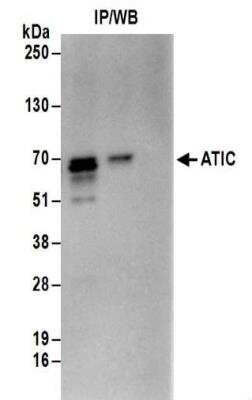 Immunoprecipitation: ATIC Antibody [NBP2-32183]