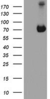 Western Blot: ATIC Antibody (OTI1D2)Azide and BSA Free [NBP2-70220]