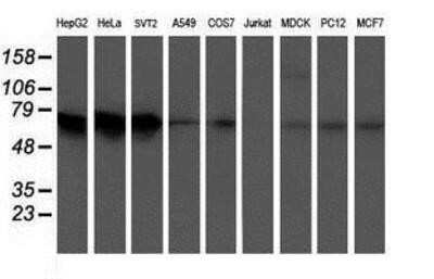 Western Blot: ATIC Antibody (OTI1D2) [NBP2-01941]