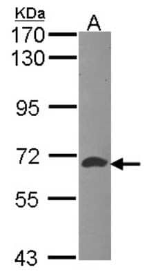 Western Blot: ATIC Antibody [NBP1-32221]