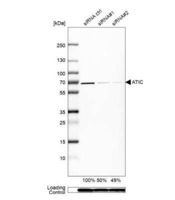 Western Blot: ATIC Antibody [NBP1-89192]