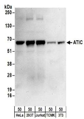 Western Blot: ATIC Antibody [NBP2-32183]