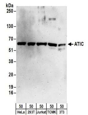 Western Blot: ATIC Antibody [NBP2-32184]