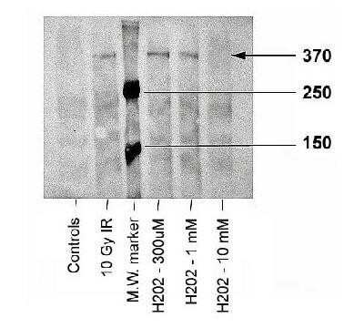 Western Blot: ATM Antibody (10H11.E12)Azide and BSA Free [NBP2-80586]