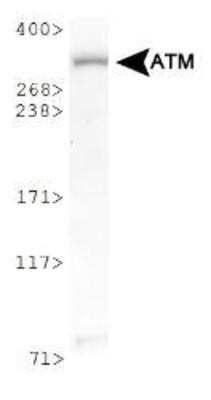 Western Blot: ATM Antibody [NB100-104]
