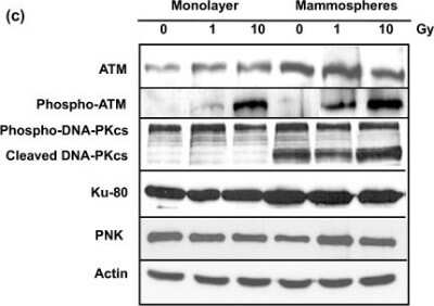 Western Blot: ATM Antibody [NB100-104]