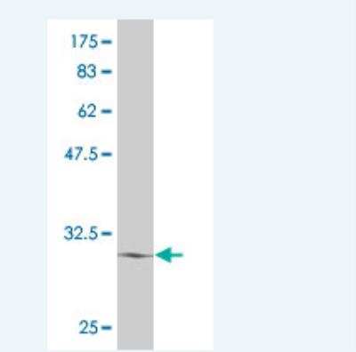 Western Blot: ATOH7 Antibody (2B6) [H00220202-M03]