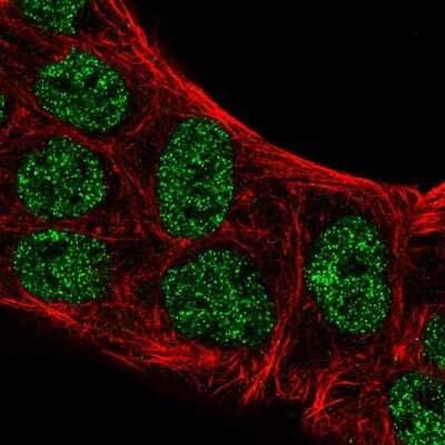 Immunocytochemistry/ Immunofluorescence: ATOH8 Antibody [NBP2-55037]