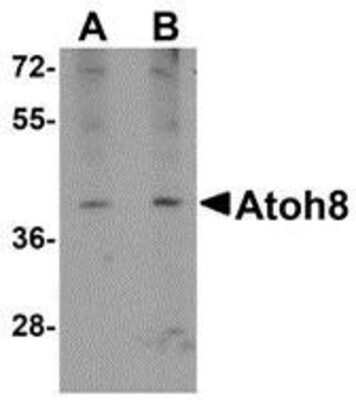 Western Blot: ATOH8 AntibodyBSA Free [NBP1-77347]