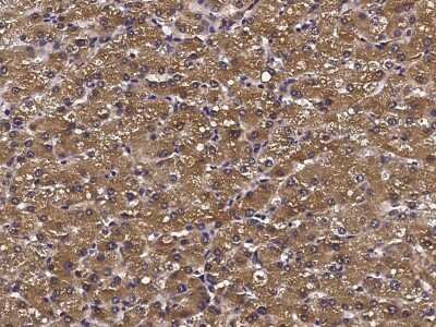 Immunohistochemistry-Paraffin: ATOX1 Antibody [NBP2-97082]