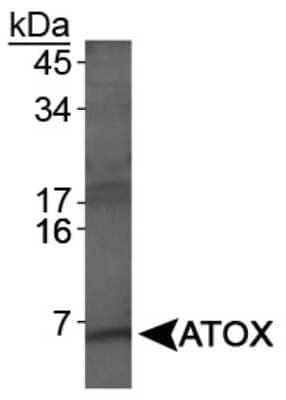 Western Blot: ATOX1 Antibody [NBP1-06611]