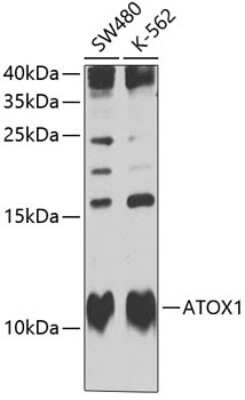 Western Blot: ATOX1 AntibodyBSA Free [NBP2-92669]