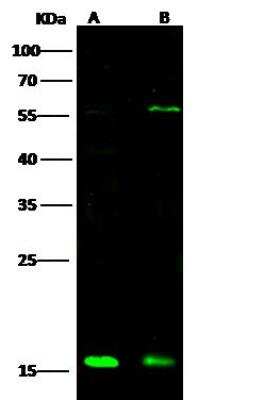 Western Blot: ATOX1 Antibody [NBP2-97082]