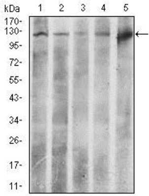 Western Blot: ATP Citrate Lyase Antibody (5F8D11)BSA Free [NBP2-37429]