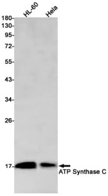 Western Blot: ATP synthase C mature Antibody (S02-0D4) [NBP3-20012]