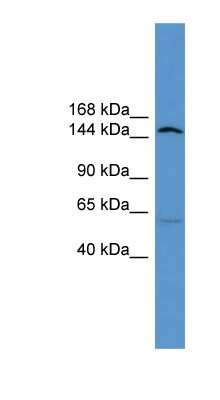 Western Blot: ATP10D Antibody [NBP1-69111]