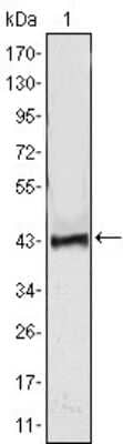 Western Blot: ATP2C1 Antibody (4G12)BSA Free [NBP1-47467]