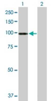 Western Blot: ATP2C1 Antibody [H00027032-B01P]