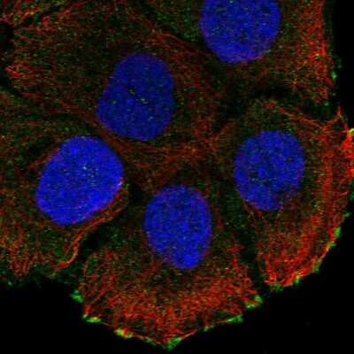 Immunocytochemistry/ Immunofluorescence: ATP2C2 Antibody [NBP2-56535]