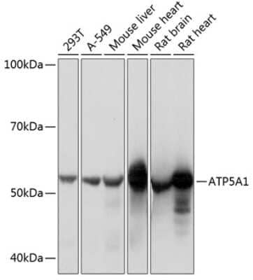 Western Blot: ATP5A Antibody (6M3B8) [NBP3-15355]