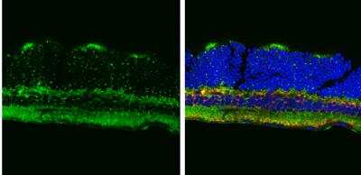 Immunohistochemistry-Frozen: ATP5A Antibody [NBP2-15512]